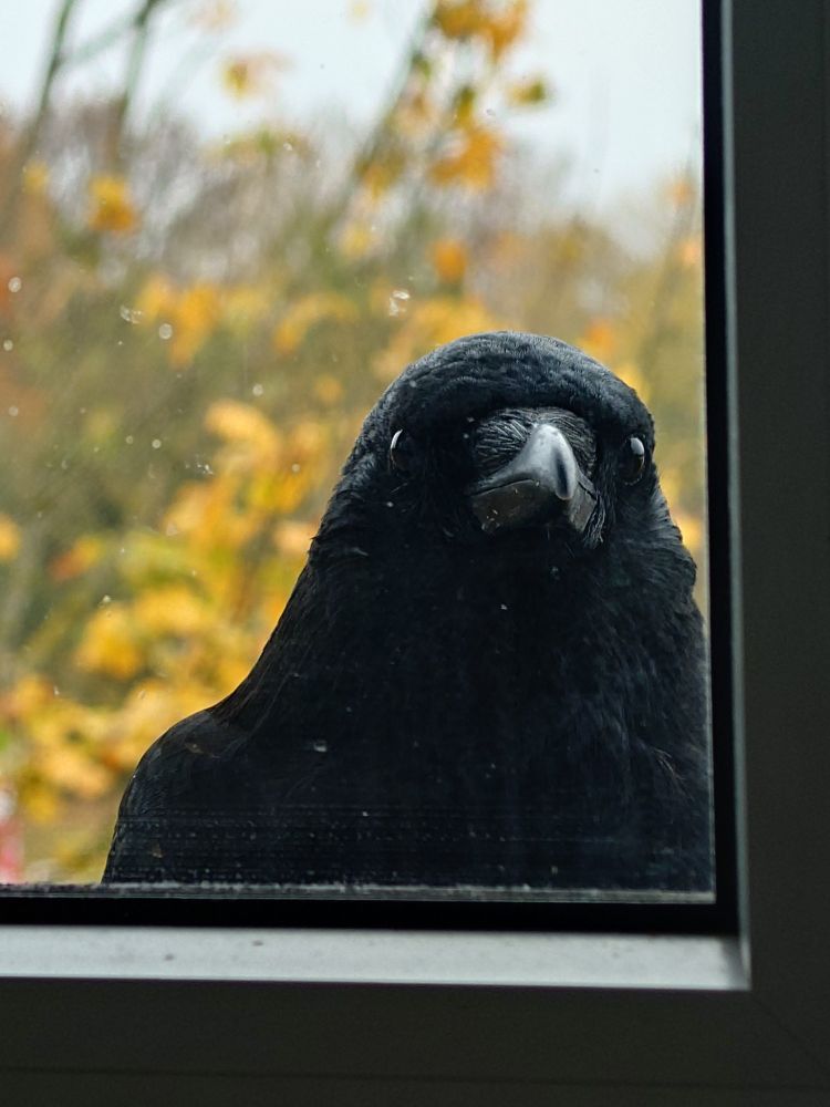 Crow peaking through a closed window (viewers perspective from inside). 
