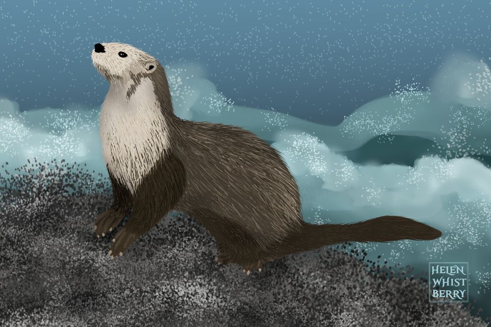 Drawing of a sea otter on a rock beside an ocean with wild waves. The otter has beige head and neck and brown fur elsewhere. It has its nose in the air as though sniffing and keeping an eye out for threats.