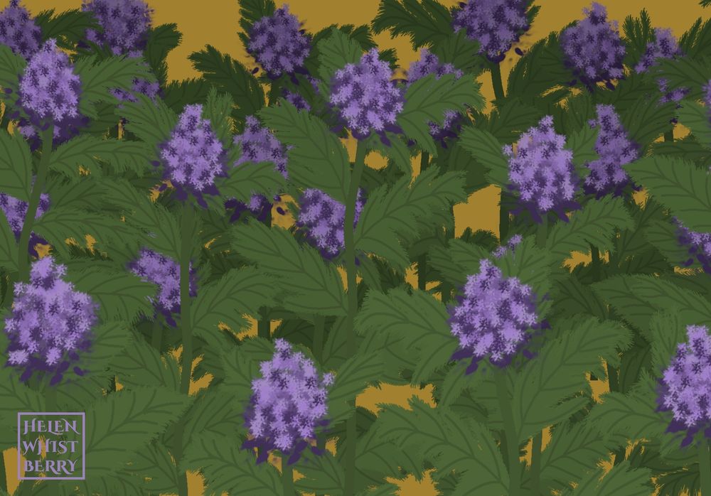 Drawing of a thicket of clusters of small purple blooms amid a tangle of green leaves and stems against a gold background.