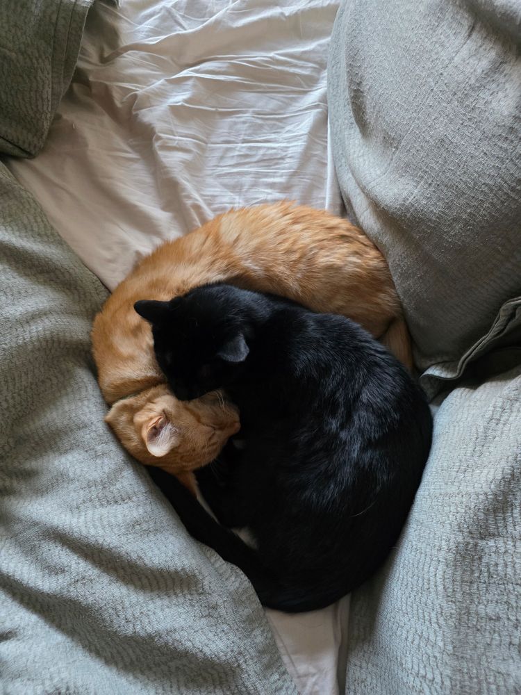Emmy the black cat and Momo the orange cat cuddling