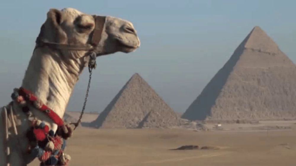 a camel is standing in front of the pyramids