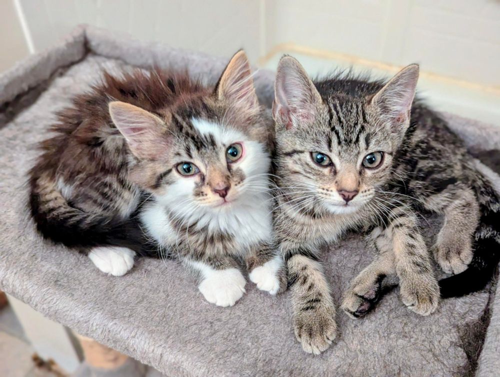 Two kittens sitting next to each other on a grey carpet, looking up at the camera, one kitten curled to the left, the other to the right, sitting shoulder to shoulder. On the left: a red/grey tabby with longer fur, and white paws and neck. On the right: a gray tabby with shorter hair.
