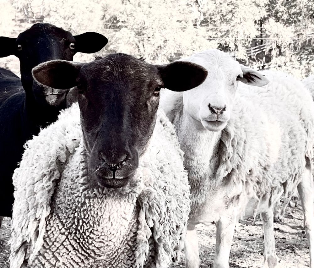 Three sheep in partially shorn coats look directly into the camera. The closest goat has a black head and a white body,  behind his right shoulder is an all black sheep whose nose is covered by the front sheep’s ear. And over his left shoulder is an all white coat cause one eye is covered by the sheep’s other ear.