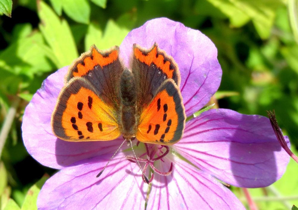 Mainly orange coloured butterfly on a lialic coloured flower.