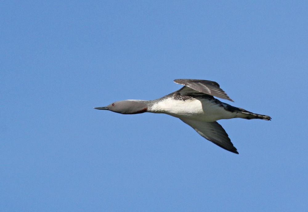 A bird in flight, a close look at the throat area shows where the birds name comes from, the red throat just visible.