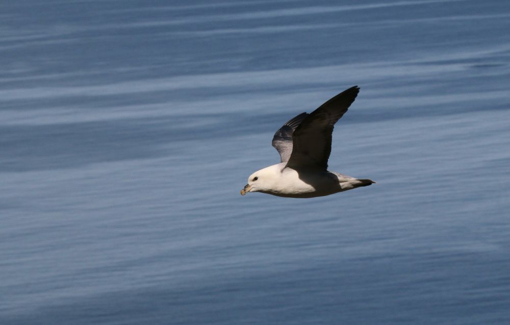 A seabird flying, frozen against a blurred ocean backdrop.
