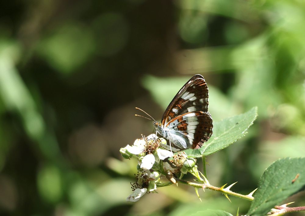 A mainly black and white butterfly feeding on a bramble flower.