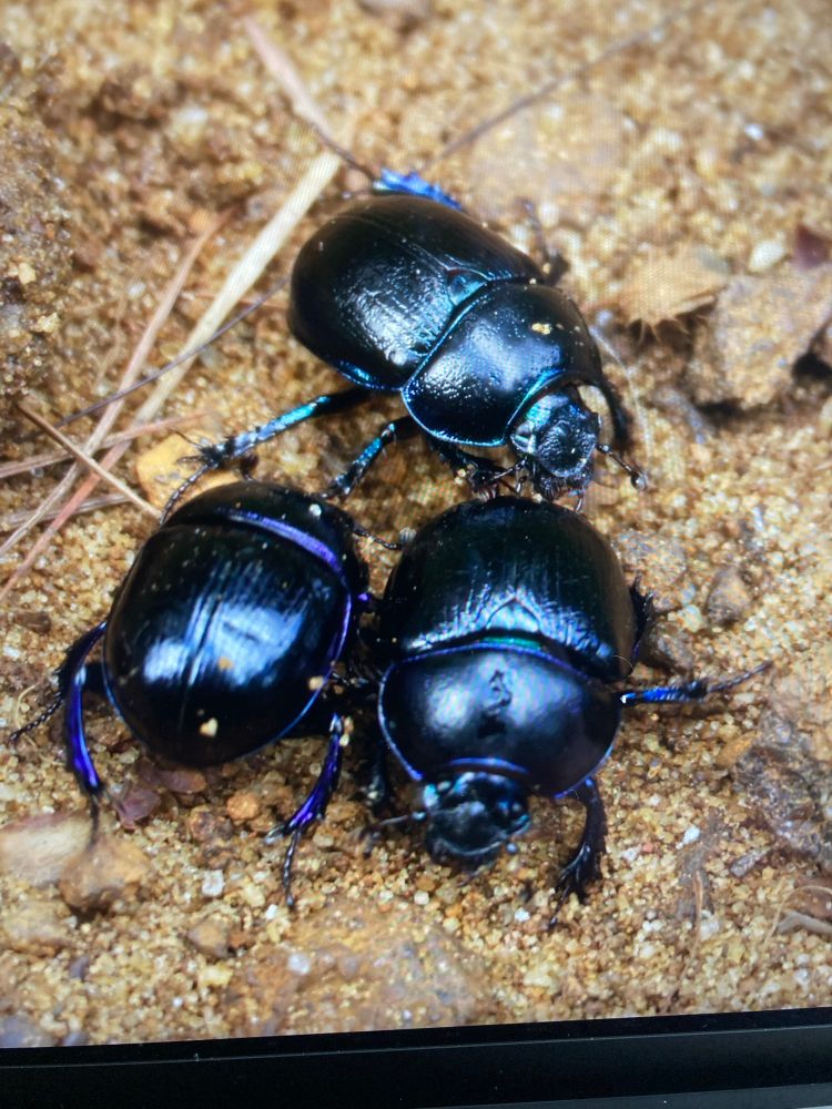 3 beetles with bluish/purple sheen on a sandy path.
