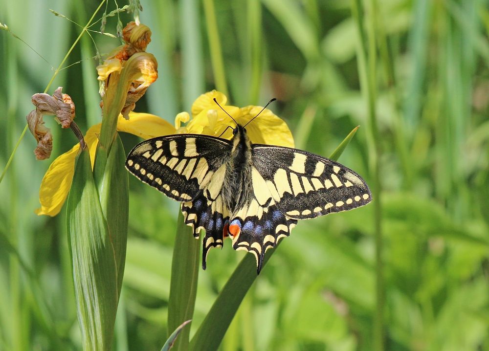 Swallowtail butterfly feeding on flag iris flowers in a background of reeds.
