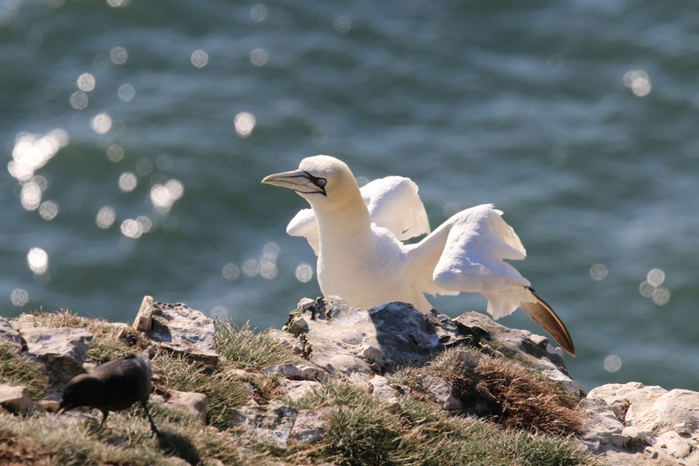 A seabird perched on the edge of sea cliffs, its wings partially open.