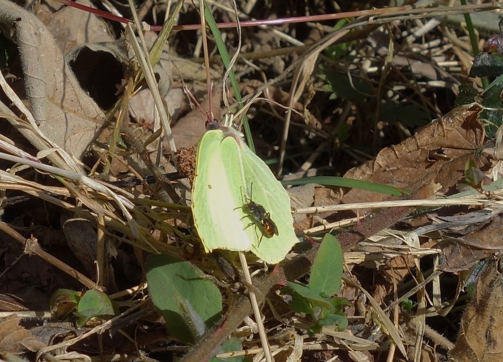 A pale yellow butterfly warming up in the early spring sunshine, a bee has landed on the butterfly also to warm up.