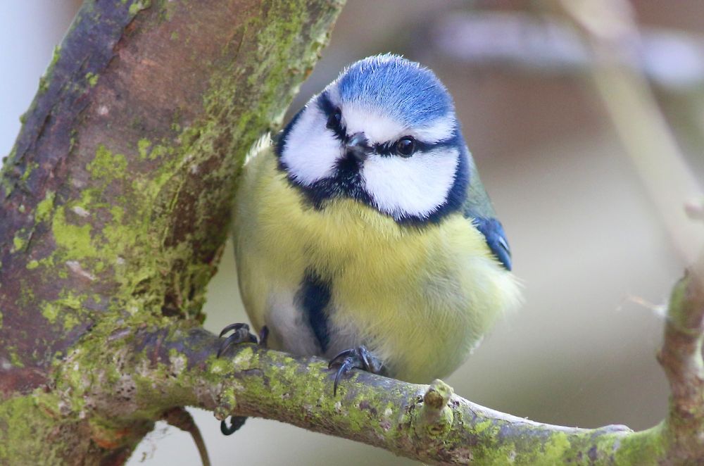 a blue tit perched on a branch looking straight at the camera.