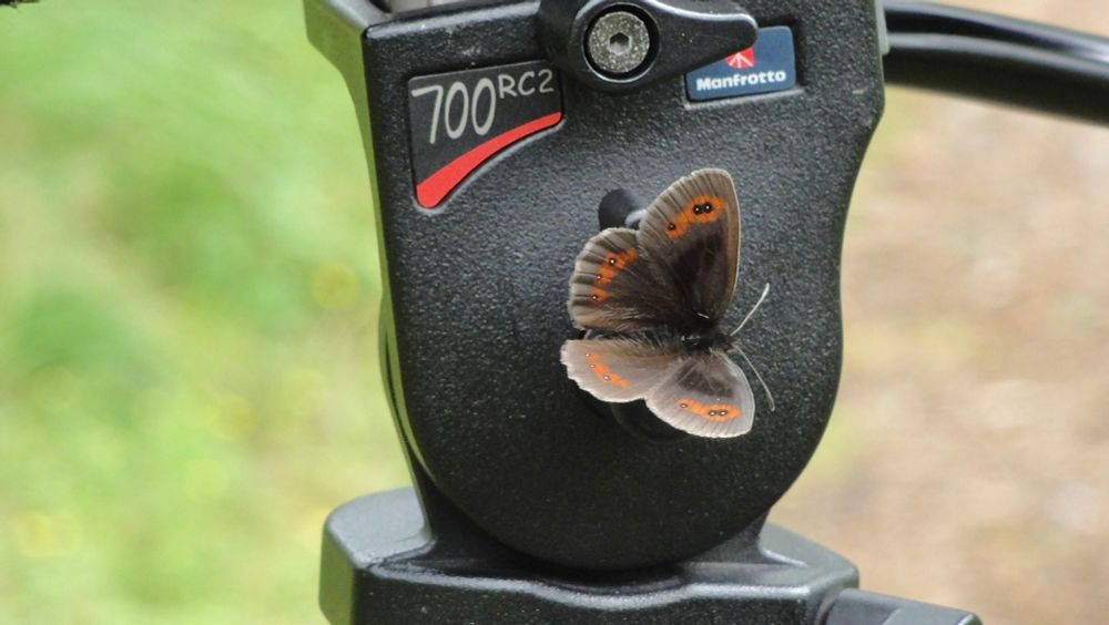 A butterfly has landed on a tripod head.