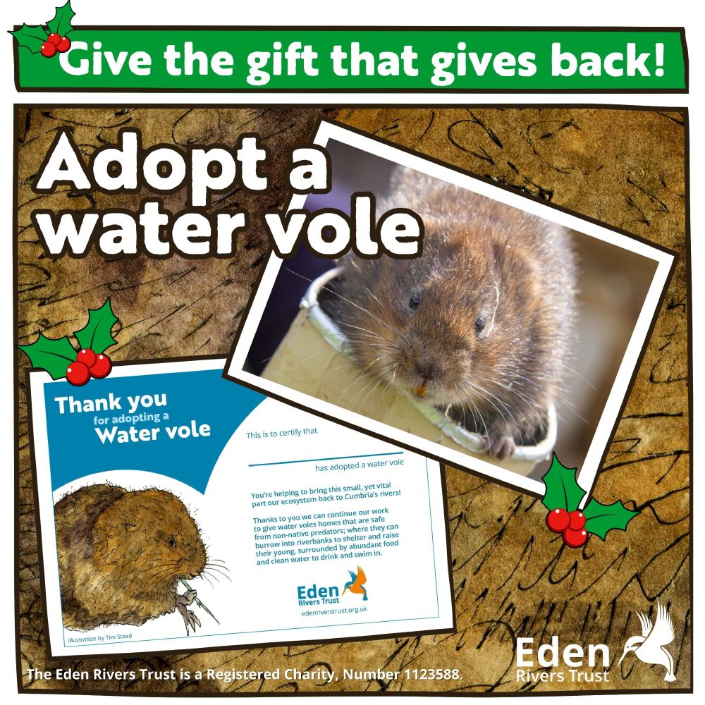 Decorative image showing a picture of a water vole and a certificate of adoption. Text says: Give the gift that gives back - adopt a water vole. Sprigs of holly are scattered to give a feel of Christmas!