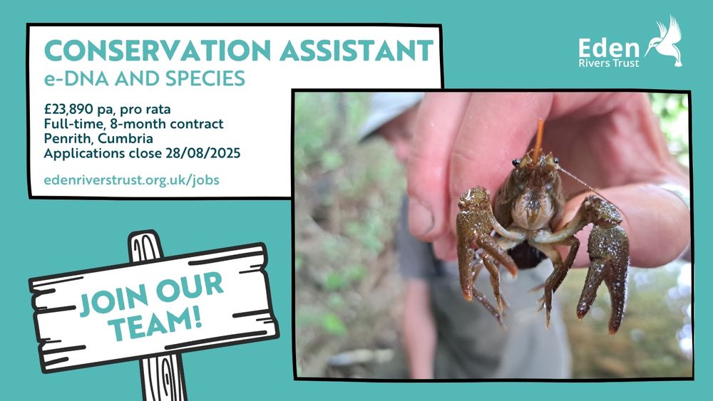Text reads Conservation Assistant: e-DNA and species. £23,890 pa, pro rata, full-time, 8-month contract, Penrith, Cumbria. Applications close 28/08/2025. Picture shows a person (blurred) in the background gently holding a white-clawed crayfish up to the camera.