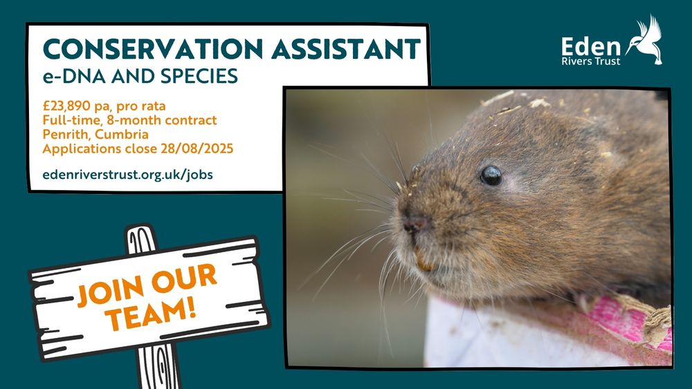Text reads Conservation Assistant: e-DNA and species. £23,890 pa, pro rata, full-time, 8-month contract, Penrith, Cumbria. Applications close 28/08/2025. Picture of a brown water vole (head only) peeping over a crisps tube.