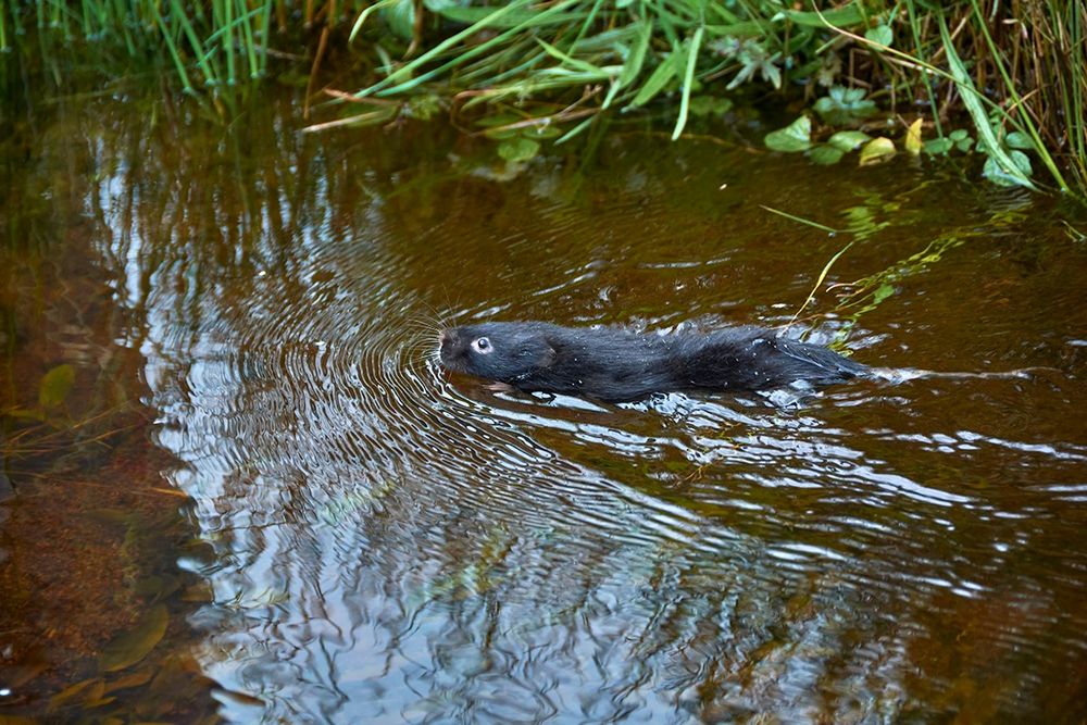 Black water vole swimming in shallow water. 