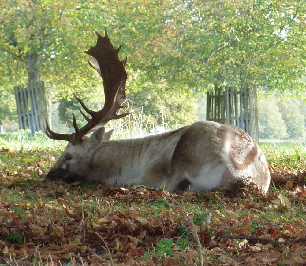 A fallow stag lying amongst the autumn leaves (Hampton Court Park, London).