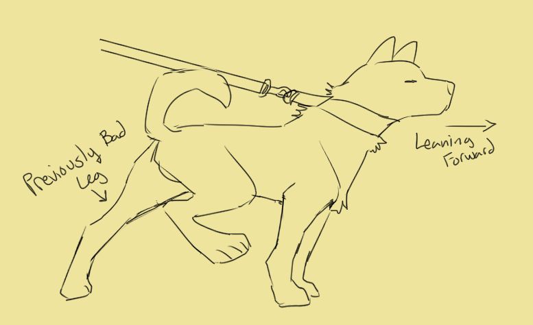 a sloppy drawing of a pointy-eared dog pulling forward on a leash, standing with one hind leg up. the other hind leg is labeled "previously bed leg". an arrow in front of the dog pointing away from him reads "leaning forward"