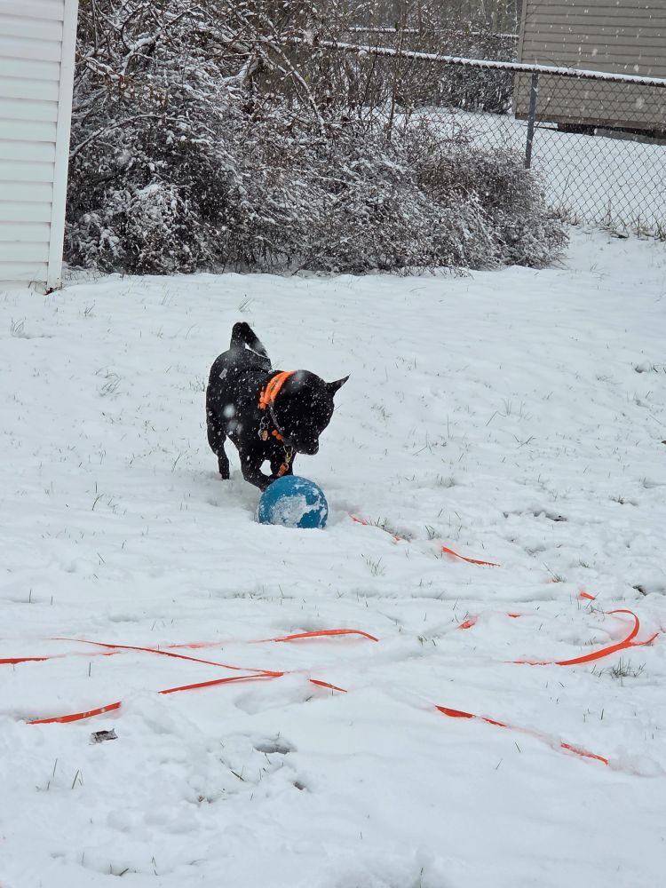 a black dog with pointy ears is playing with a blue soccer ball in a snowy yard