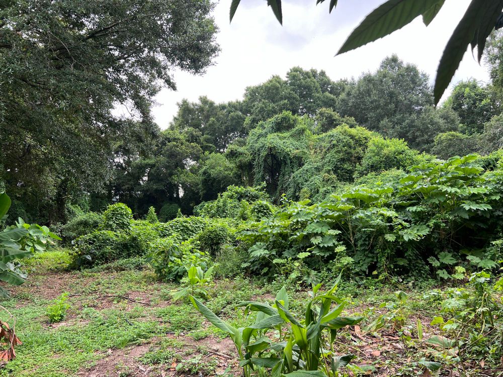 photo of literally just a small portion of my families homestead in alabama. the greens of the plants are super vibrant after morning rain. 