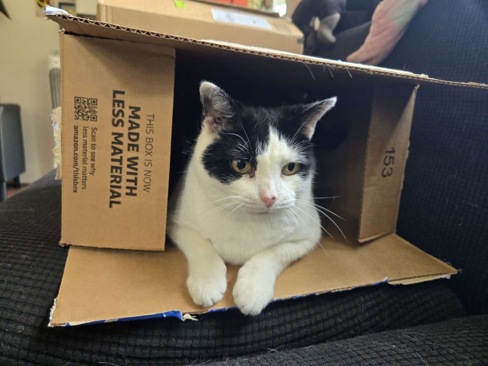 A black and white cat with just her front legs and head viewable from inside of a box.