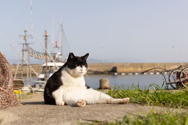 a hefty black and white cat with a stern expression sits in front of a harbor on the Japanese island of Ainoshima. he is sitting like people with his torso upright and his back legs splayed in front of him, revealing pink toe beans. he looks utterly fed up with everything.
