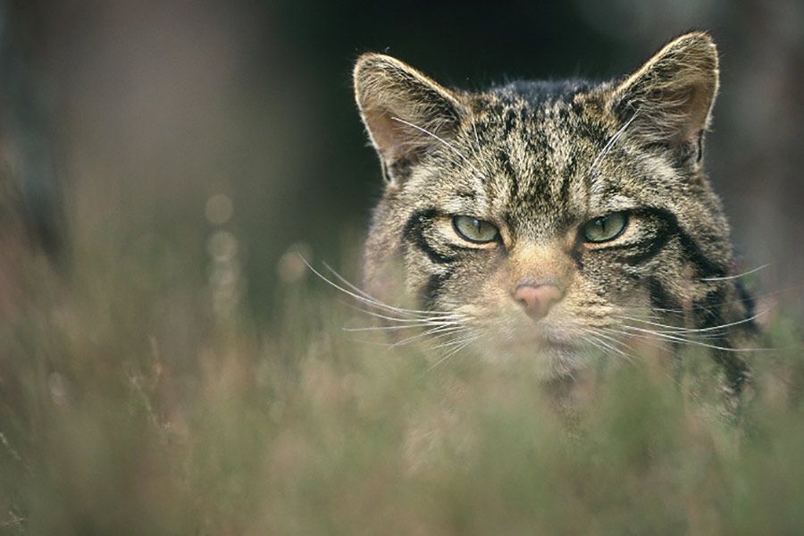 A Scottish wildcat glaring at you from among some grass.