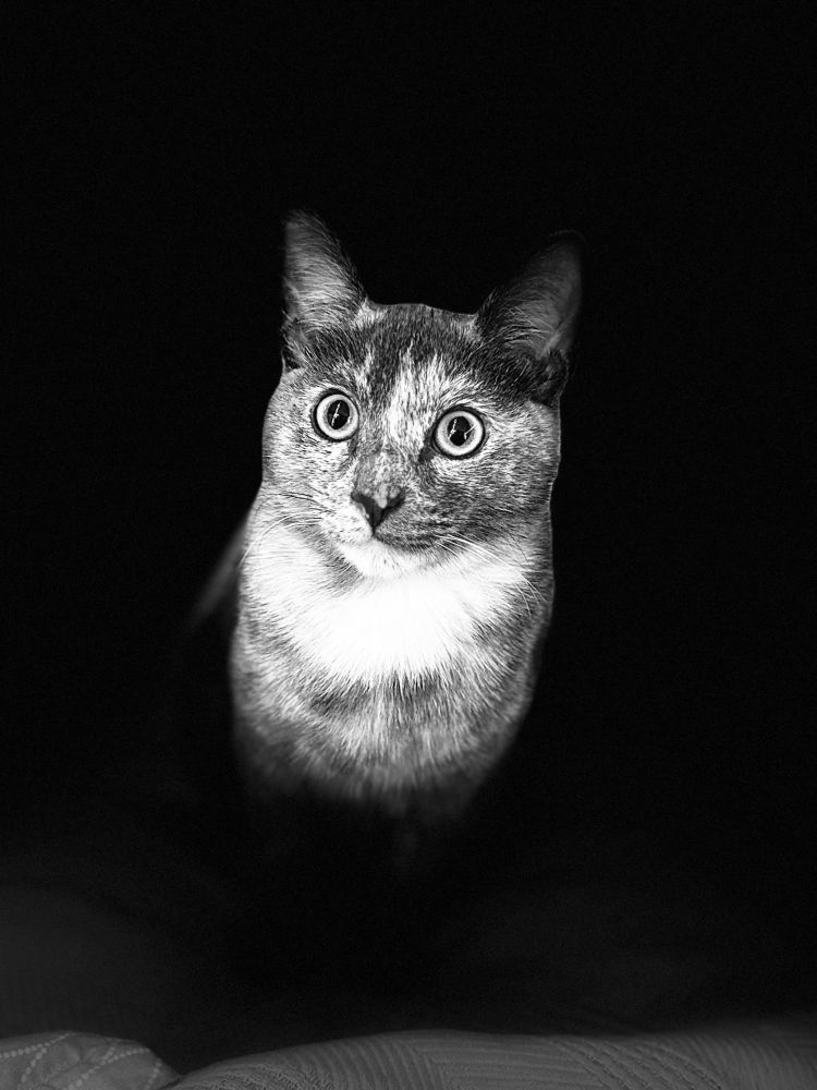 Our kitten, Belle with her WTF are you doing with your hands because she can’t stop staring at them to attack for the photo which is her multicolored face in the shadows. She’s a little terror that launches at you, but is seeking more love attention and taking care of her fellow countrymen. 