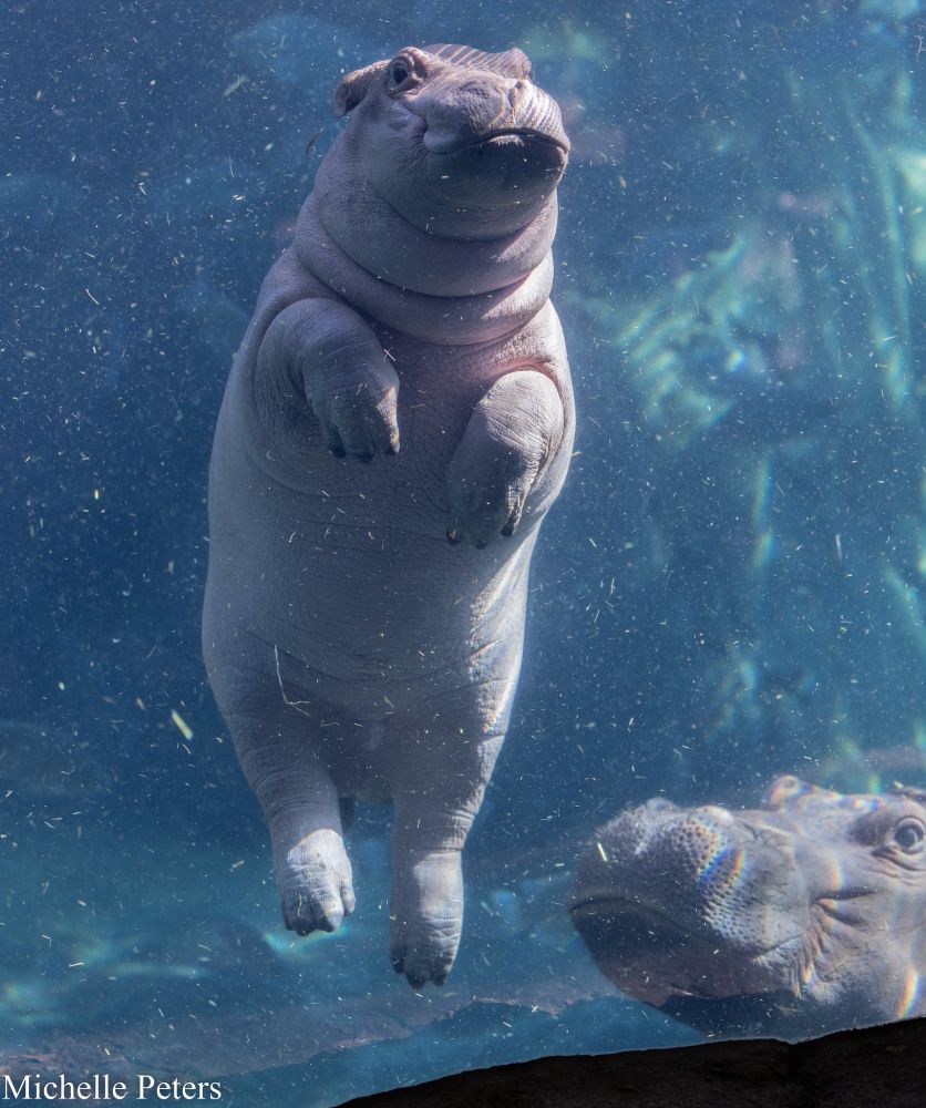 Photo of Fiona, the baby hippo, free-floating in water with their mom looking on (Cincinnato Zoo).