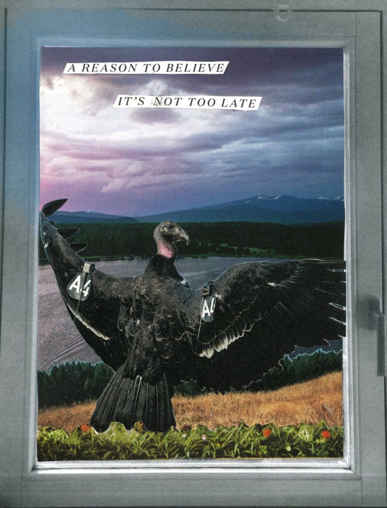 Window frame displaying collage of a mountain view, with a California condor in the foreground. In the sky are the words "A REASON TO BELIEVE IT'S NOT TOO LATE"