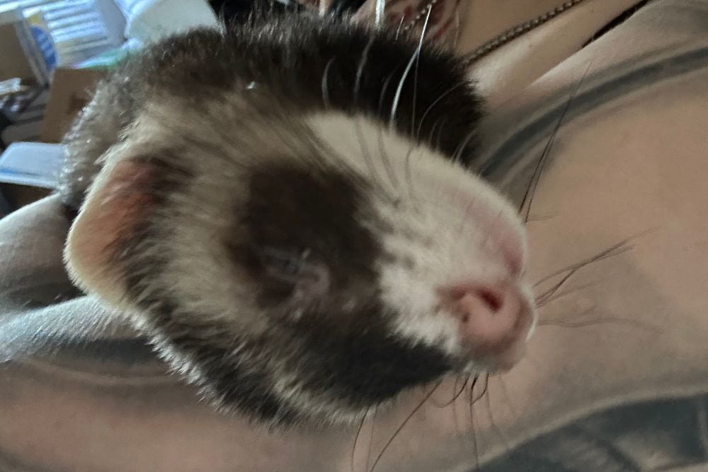 A close up of irenicus’s tiny sleeping ferret face 