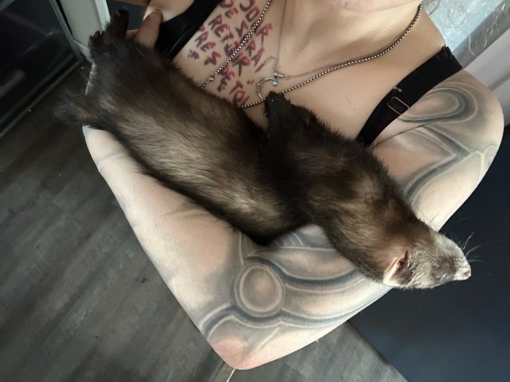 Irenicus the ferret is passed the fuck out in my arms 