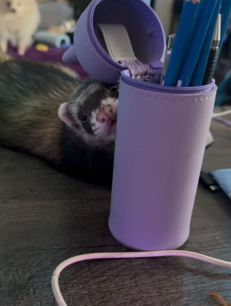 My chunky little ferret peeks out at me from behind my pencil case, seemingly asking permission for the thing he’s about to do anyway 