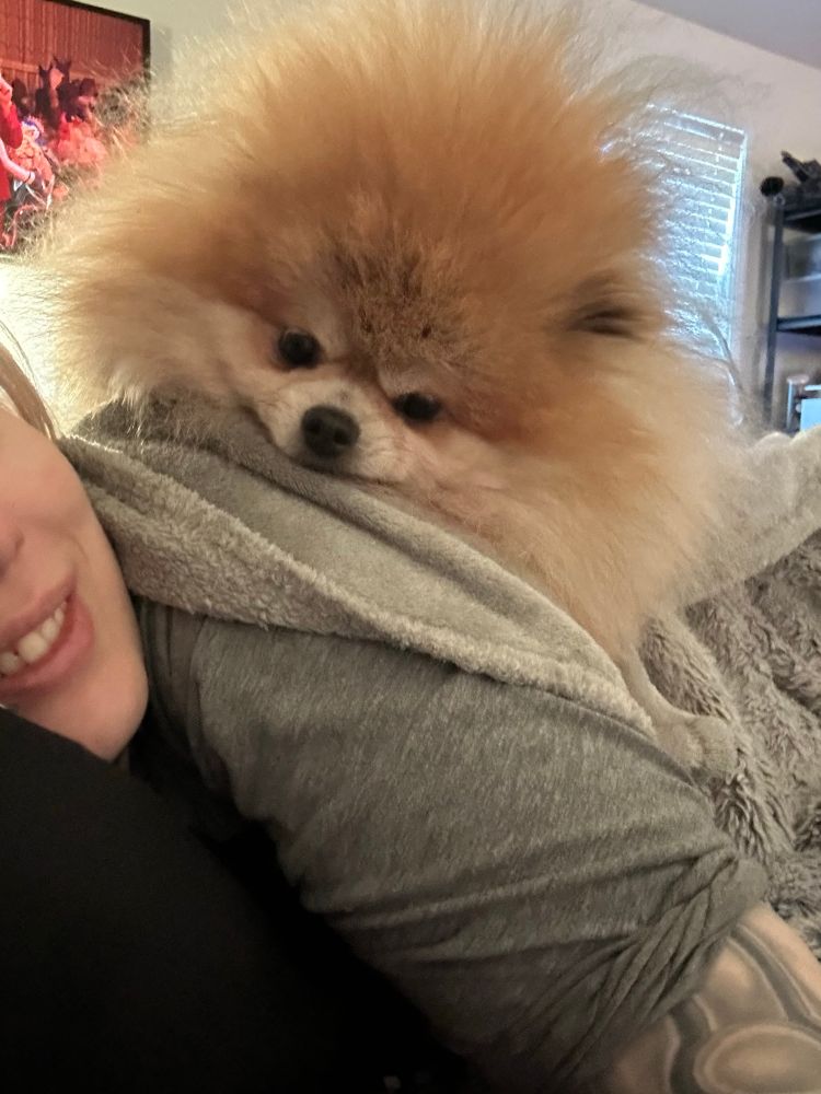 My fluffy Pomeranian hangs out on my back