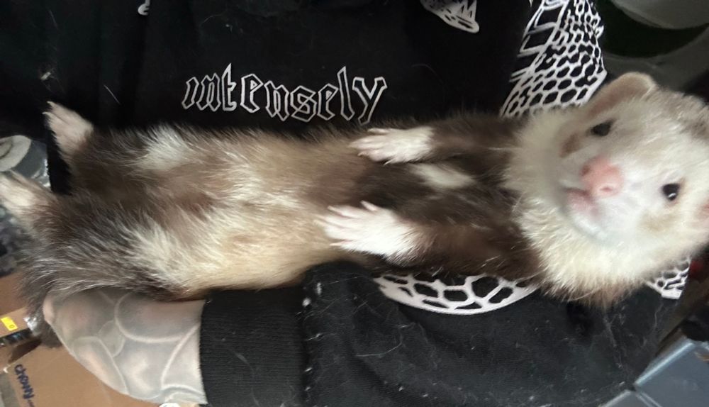 A picture of my little ferret cradled in my arms like a tiny baby. This is his preferred way of existing for some reason. 