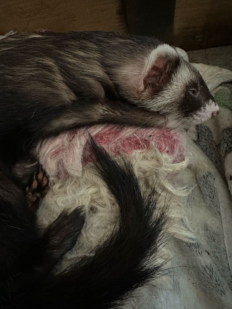 Gortash the ferret is sleeping on a roll of his own neck fat. 