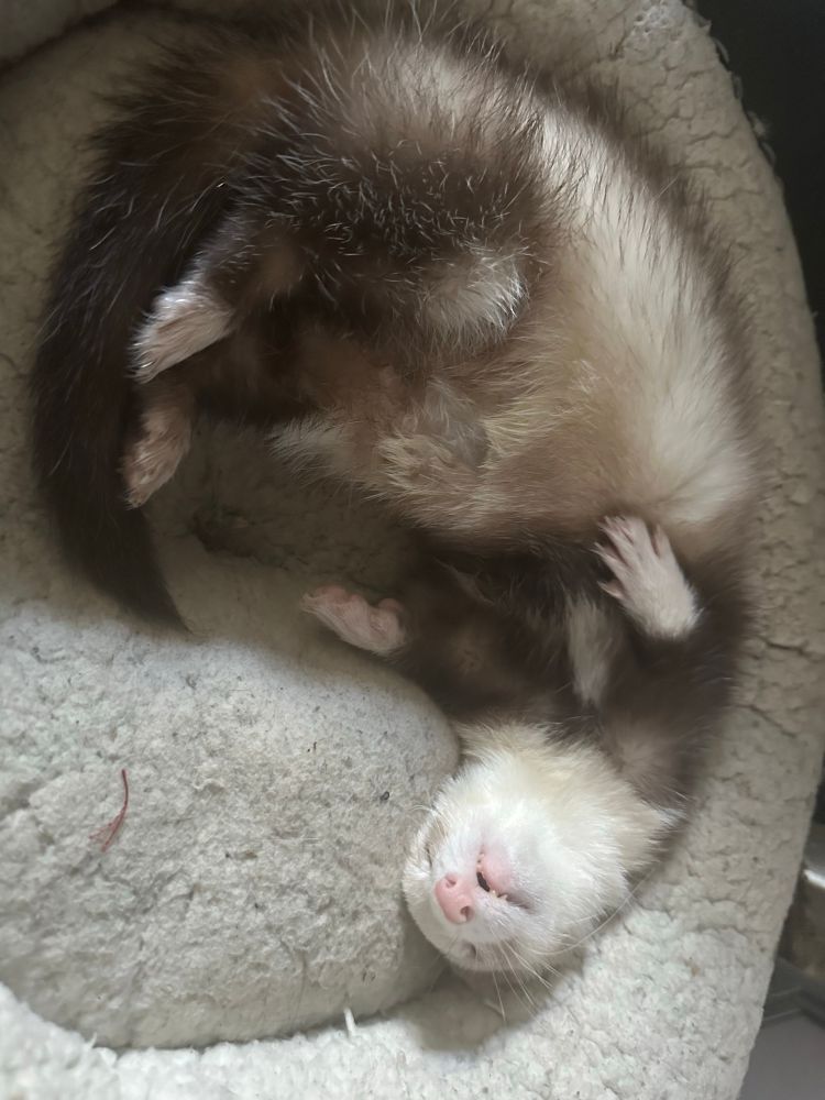 An incredibly asleep ferret. A true honk shoo ass baby 
