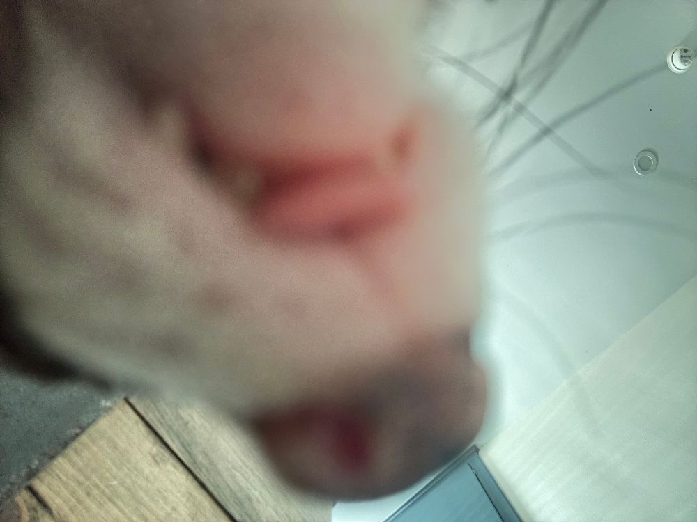 For good measure, I turned the front facing camera on and slid it under his face. His tongue was fully out. 