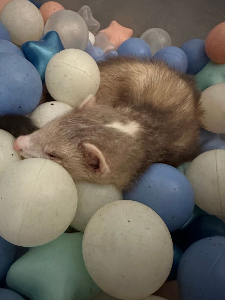 Sarevok the ferret sleeps in a little ball pit 