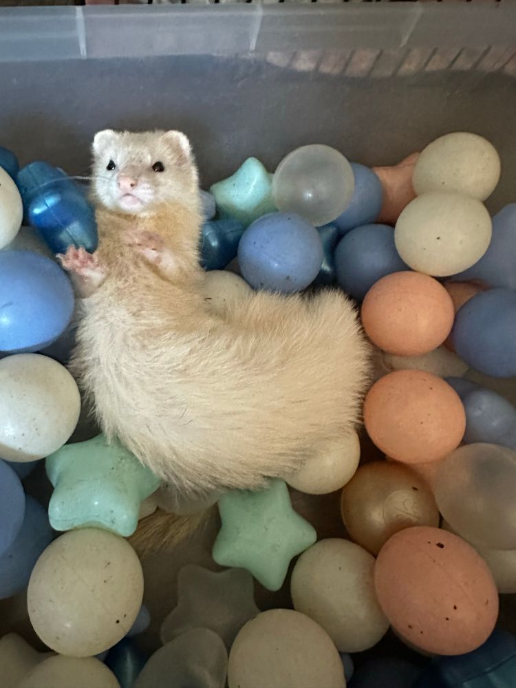 Ketheric, a ferret, lays on her back in a ballpit