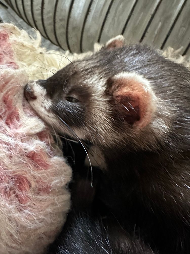 A sleeping ferret with her sweet little snout all scrunched up against the side of the bed 