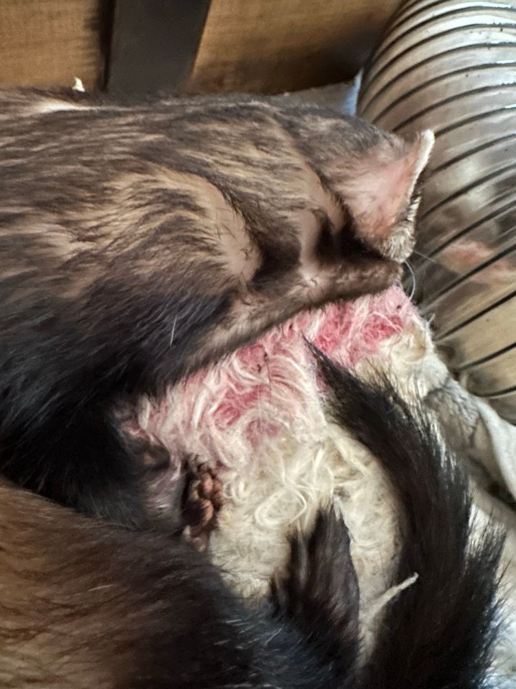 Another angle showing off his beautiful little jelly roll