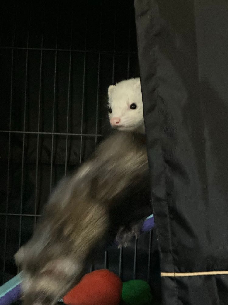 One ferret looks aghast while the other is blurry because he’s running over to kick my ass 