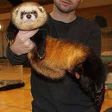 The biggest ferret I’ve ever seen