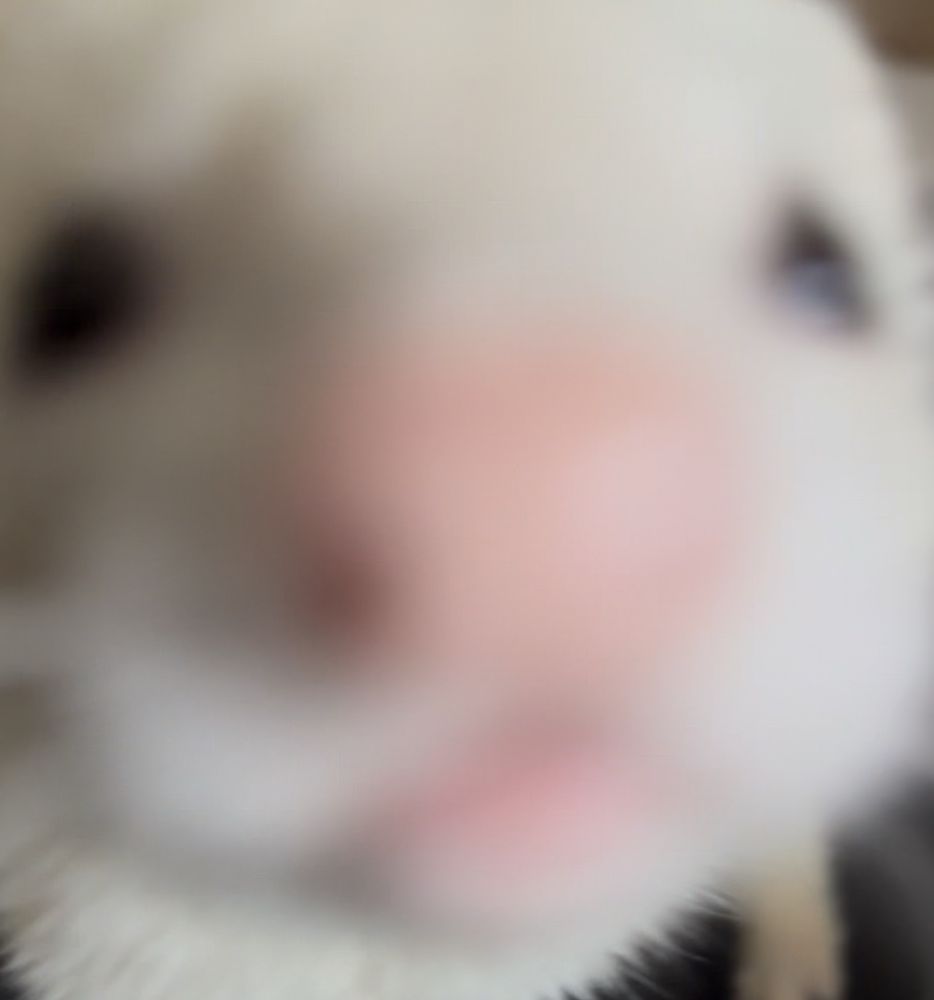 An uncomfortably close picture of a silver ferret’s face 