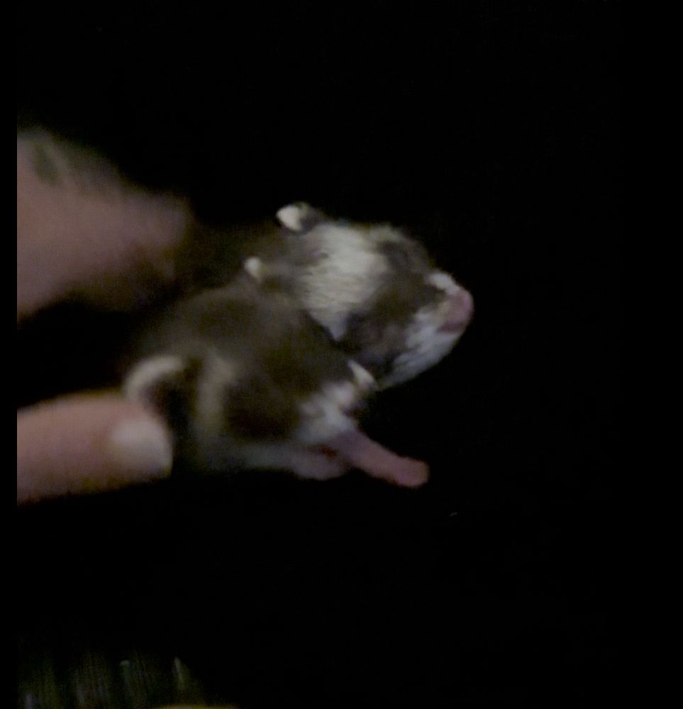 My ferret mid yawn showing off her butterfly-like proboscis 