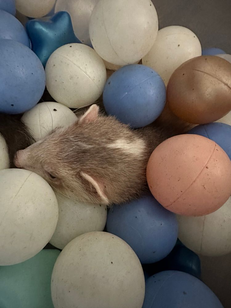 Sarevok stays sleeping in the ballpit, but now I’ve covered everything but his head up with balls