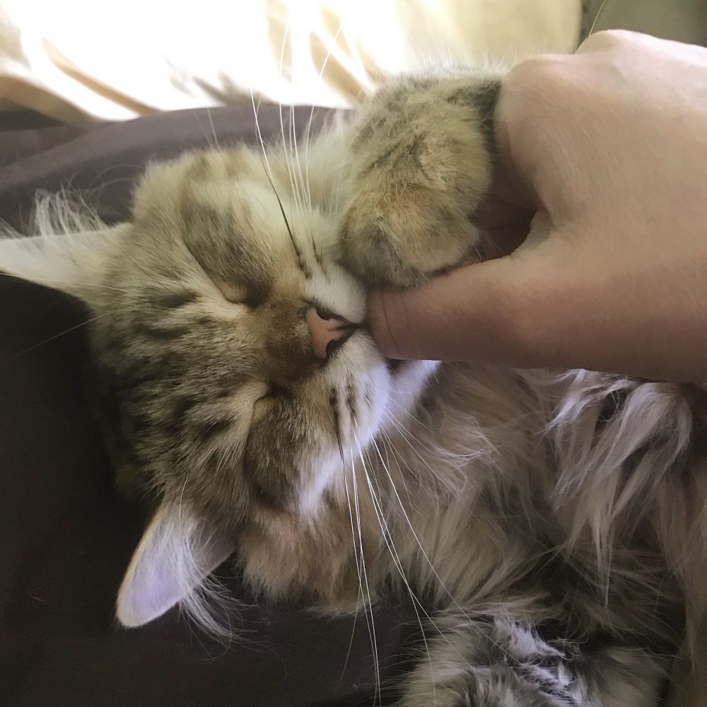 Cat with eyes closed sucking a human’s thumb