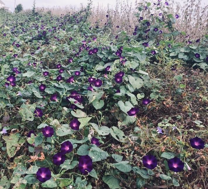 A tangle of Ipomoea purpurea (common or tall morning glory) at the edge of a soy field.